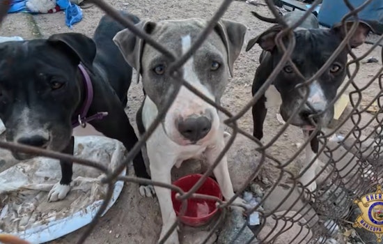 Animals Rescued Amid 'Deplorable' Conditions in Litchfield Park as MCSO Investigates Severe Neglect