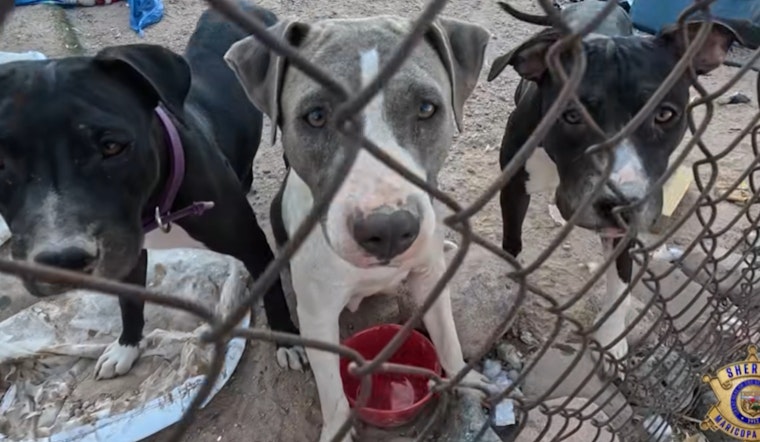 Animals Rescued Amid 'Deplorable' Conditions in Litchfield Park as MCSO Investigates Severe Neglect