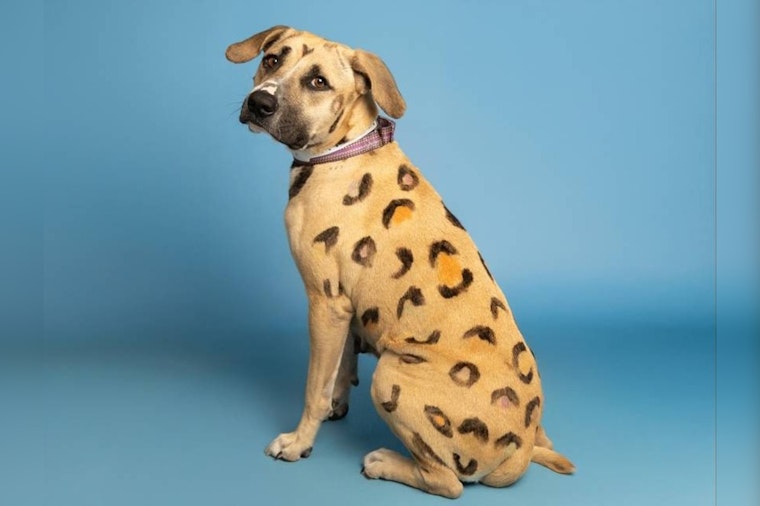 Arizona Mother Dog "Rainbow Brite" and Litter of 9 Puppies Rescued from Extreme Heat Seek Forever Homes