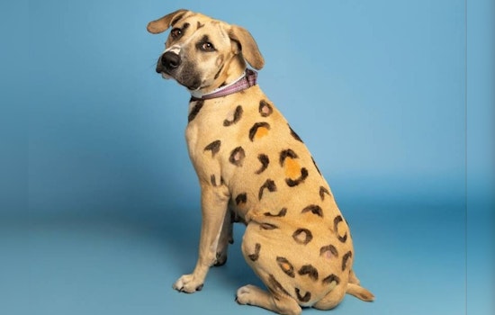 Arizona Mother Dog "Rainbow Brite" and Litter of 9 Puppies Rescued from Extreme Heat Seek Forever Homes