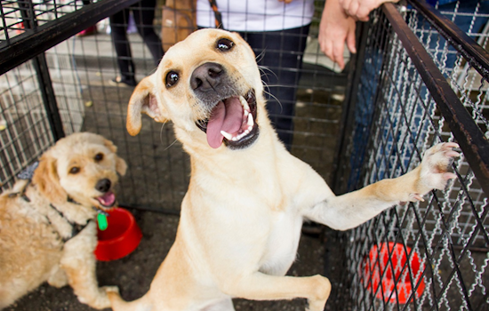 Arlington Animal Services Offers $5 Adoptions to Support "Clear The Shelters" Campaign