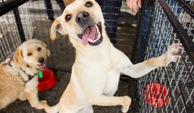 Arlington Animal Services Offers $5 Adoptions to Support "Clear The Shelters" Campaign