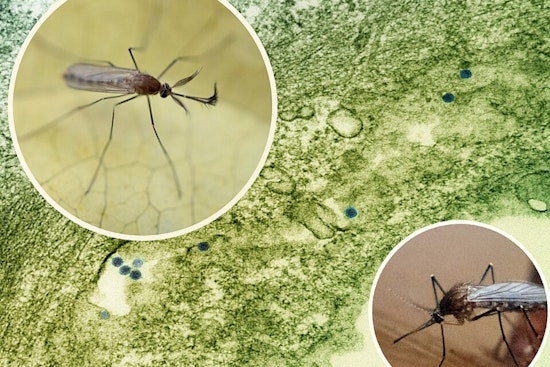 Arlington Initiates Ground Spraying in Response to West Nile Virus Detection