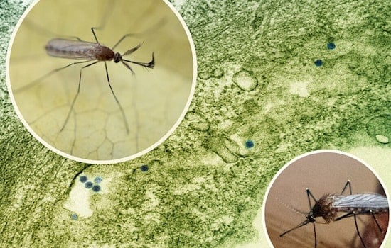 Arlington Initiates Ground Spraying in Response to West Nile Virus Detection