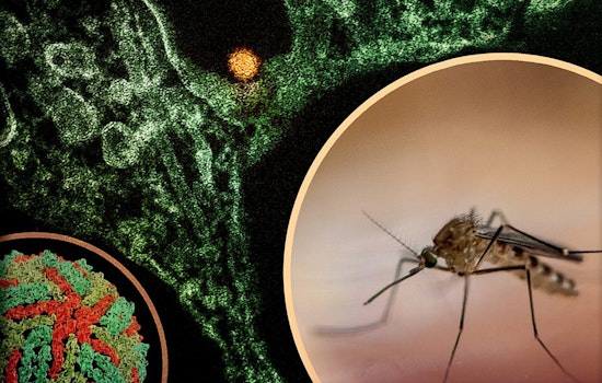 Arlington to Conduct Ground Spraying in Battle Against West Nile Virus After Infected Mosquito Discovery