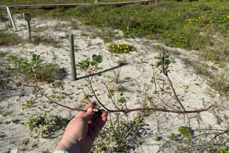 Atlantic Beach Rallies Community to Combat Invasive Beach Vitex Threatening Local Dunes