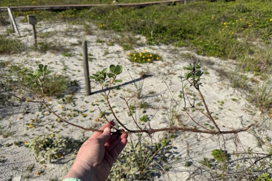 Atlantic Beach Rallies Community to Combat Invasive Beach Vitex Threatening Local Dunes