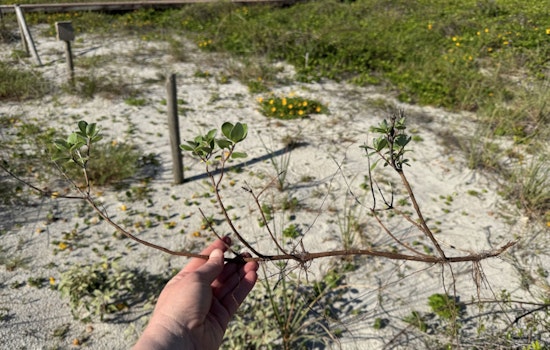 Atlantic Beach Rallies Community to Combat Invasive Beach Vitex Threatening Local Dunes