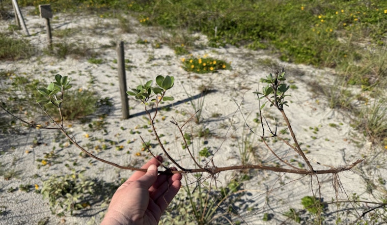 Atlantic Beach Rallies Community to Combat Invasive Beach Vitex Threatening Local Dunes