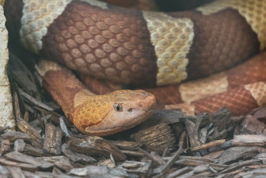 Attleboro Officials Urge Caution After Venomous Snake Bites Two Dogs Near Ten Mile River
