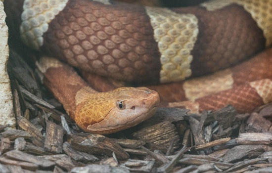 Attleboro Officials Urge Caution After Venomous Snake Bites Two Dogs Near Ten Mile River