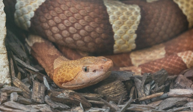 Attleboro Officials Urge Caution After Venomous Snake Bites Two Dogs Near Ten Mile River