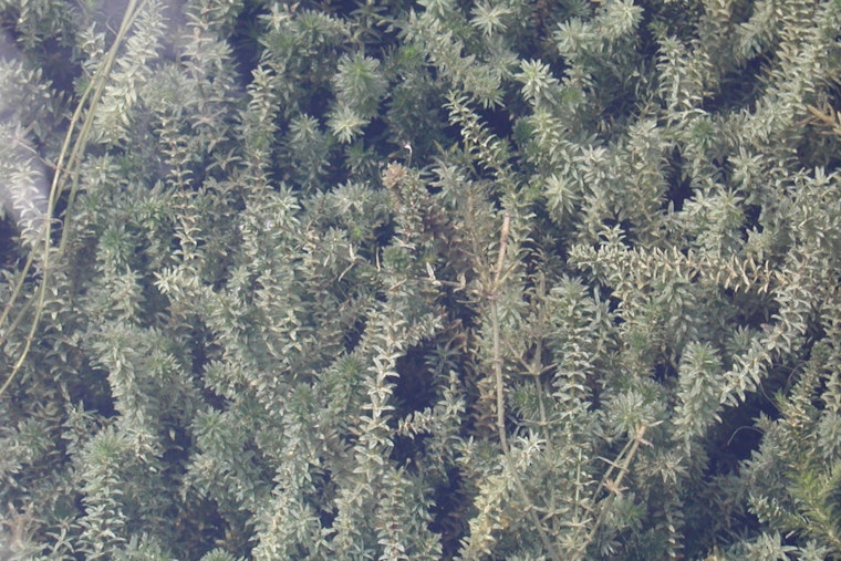 Austin Unleashes 350 Grass Carp in Lake Austin to Combat Invasive Hydrilla Outbreak