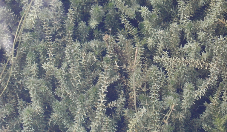 Austin Unleashes 350 Grass Carp in Lake Austin to Combat Invasive Hydrilla Outbreak