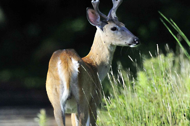 Baltimore Battles Overpopulation of White-Tail Deer in City Parks, Conservation Efforts and Community Involvement Underway