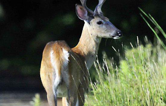 Baltimore Battles Overpopulation of White-Tail Deer in City Parks, Conservation Efforts and Community Involvement Underway