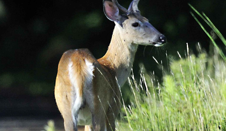 Baltimore Battles Overpopulation of White-Tail Deer in City Parks, Conservation Efforts and Community Involvement Underway