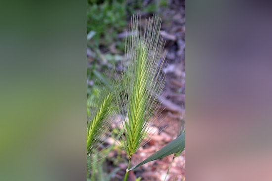 Bay Area Pet Owners Warned of Foxtail Dangers, Animal Services Urges Vigilance and Prevention Measures
