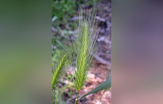 Bay Area Pet Owners Warned of Foxtail Dangers, Animal Services Urges Vigilance and Prevention Measures