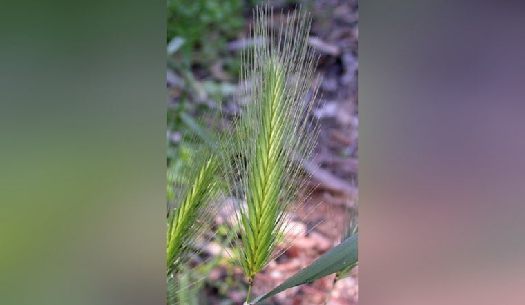 Bay Area Pet Owners Warned of Foxtail Dangers, Animal Services Urges Vigilance and Prevention Measures
