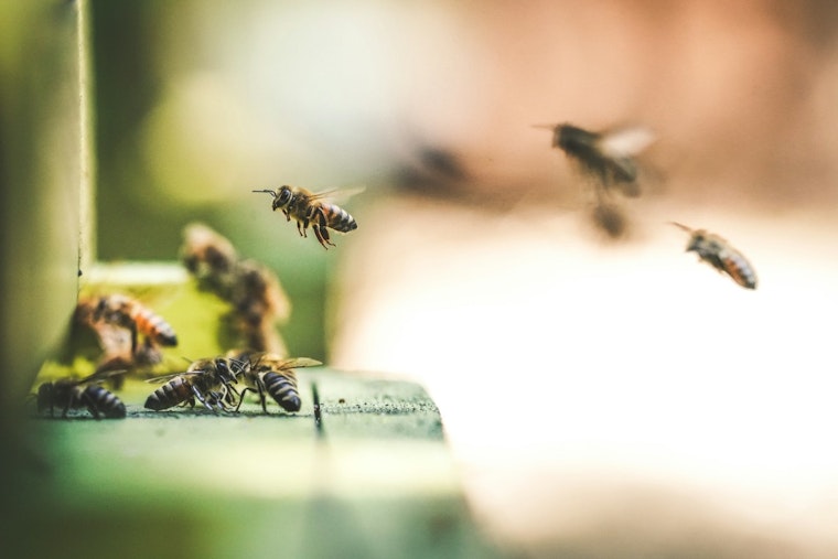Bee Attack Near Dollar Tree in Tempe Sends Four to Hospital, Puts Phoenix Metro Area on Alert
