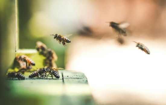 Bee Attack Near Dollar Tree in Tempe Sends Four to Hospital, Puts Phoenix Metro Area on Alert