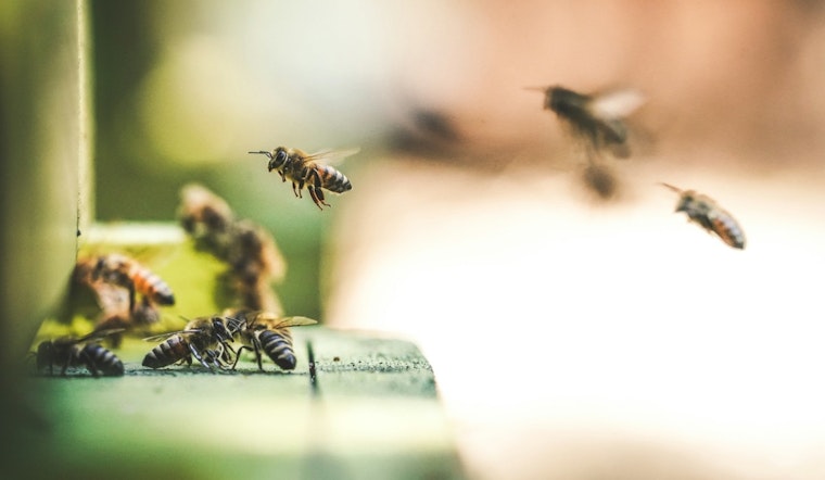 Bee Attack Near Dollar Tree in Tempe Sends Four to Hospital, Puts Phoenix Metro Area on Alert