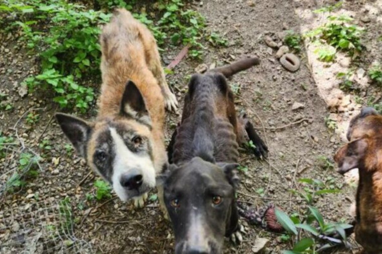 Bexar County Man Charged With Animal Cruelty After Five Malnourished Dogs Rescued