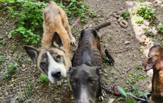 Bexar County Man Charged With Animal Cruelty After Five Malnourished Dogs Rescued