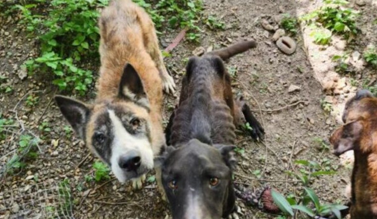 Bexar County Man Charged With Animal Cruelty After Five Malnourished Dogs Rescued