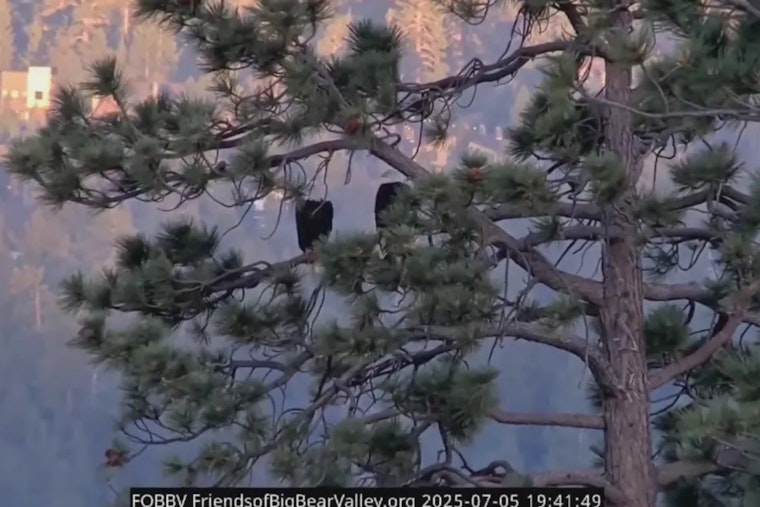 Big Bear Bald Eagles Jackie and Shadow Briefly Flee Nest Amid July 4th Fireworks, Young Eaglets' Whereabouts Unknown