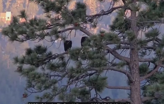 Big Bear Bald Eagles Jackie and Shadow Briefly Flee Nest Amid July 4th Fireworks, Young Eaglets' Whereabouts Unknown