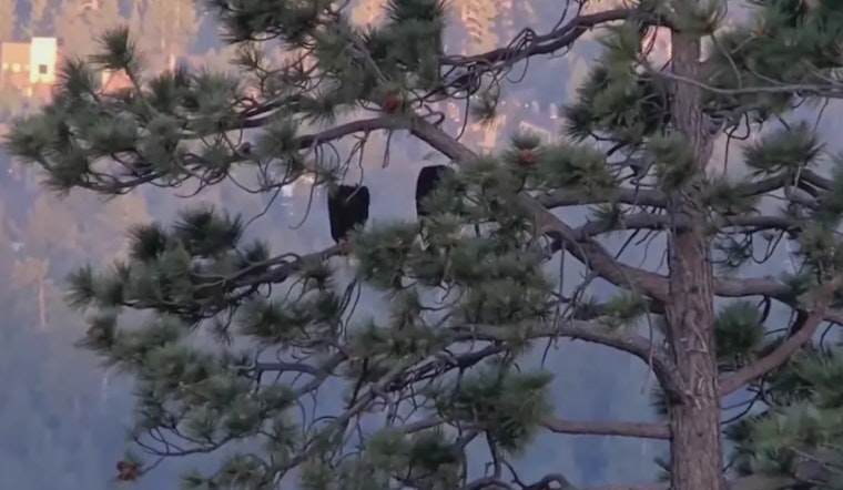 Big Bear Bald Eagles Jackie and Shadow Briefly Flee Nest Amid July 4th Fireworks, Young Eaglets' Whereabouts Unknown