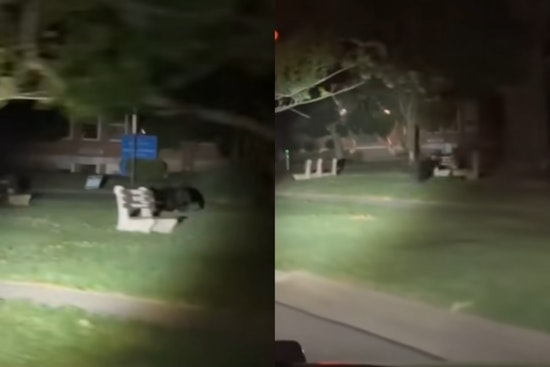 Black Bear's Tour Through Greater Cincinnati Neighborhoods Captivates and Concerns Residents