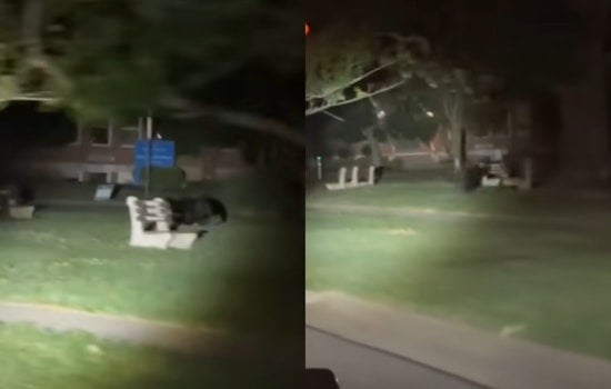 Black Bear's Tour Through Greater Cincinnati Neighborhoods Captivates and Concerns Residents