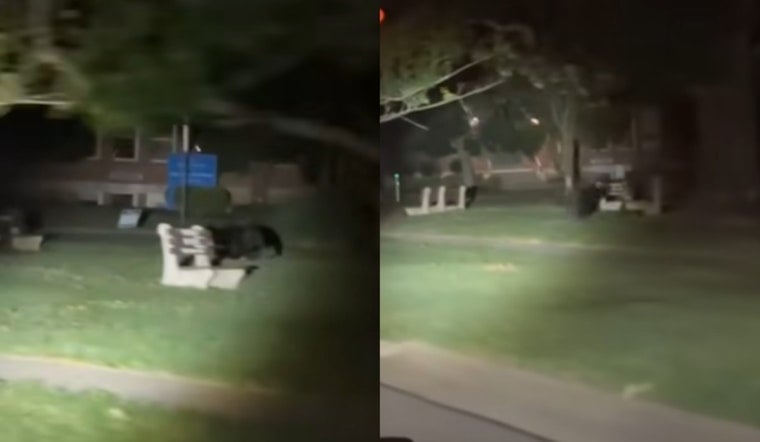 Black Bear's Tour Through Greater Cincinnati Neighborhoods Captivates and Concerns Residents