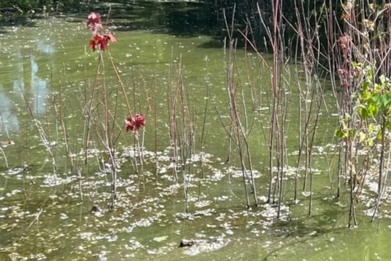 Bloomington Officials Warn of Blue-Green Algae Risks at Penn Lake, Urge Public to Exercise Caution