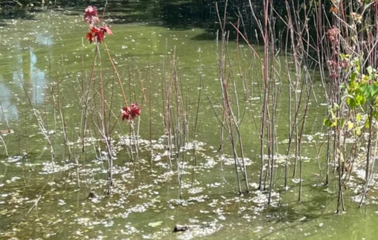 Bloomington Officials Warn of Blue-Green Algae Risks at Penn Lake, Urge Public to Exercise Caution