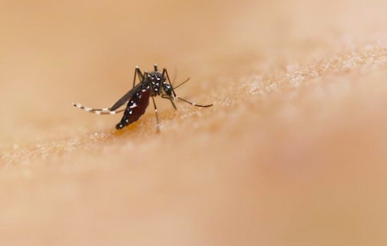 Boston Health Officials Report First West Nile Virus Detection in Mosquitoes This Season in West Roxbury and Hyde Park