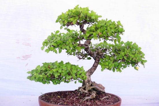 Brooklyn Botanic Garden Celebrates 100 Years of Bonsai Mastery with Unique Exhibit and Cultural Events