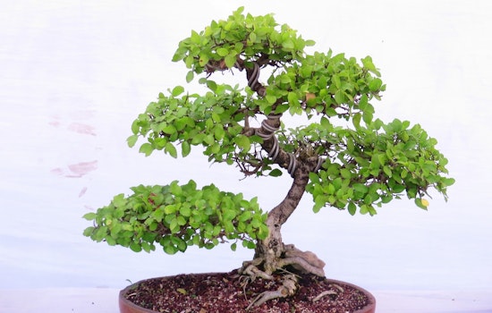 Brooklyn Botanic Garden Celebrates 100 Years of Bonsai Mastery with Unique Exhibit and Cultural Events