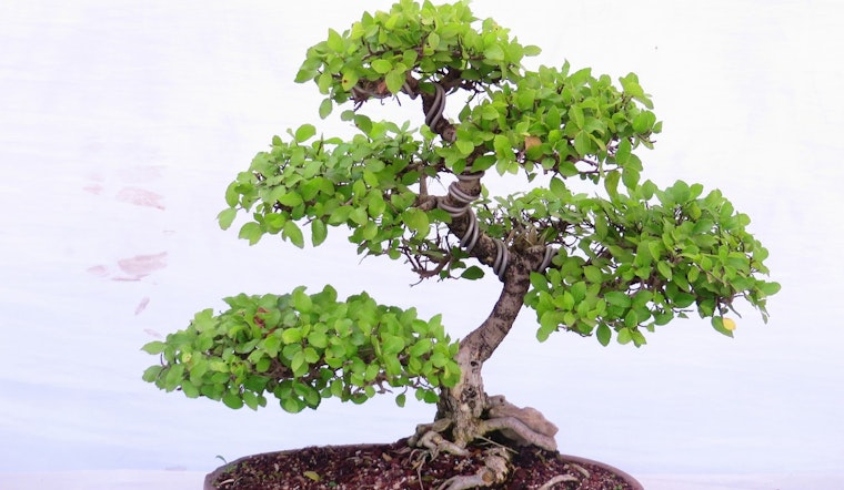 Brooklyn Botanic Garden Celebrates 100 Years of Bonsai Mastery with Unique Exhibit and Cultural Events