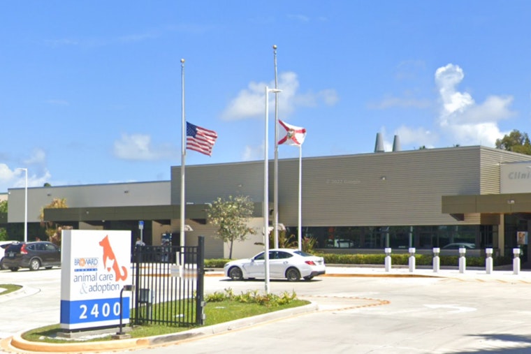 Broward County Animal Care Halts Certain Feline Services Amid Rise in Panleukopenia Cases