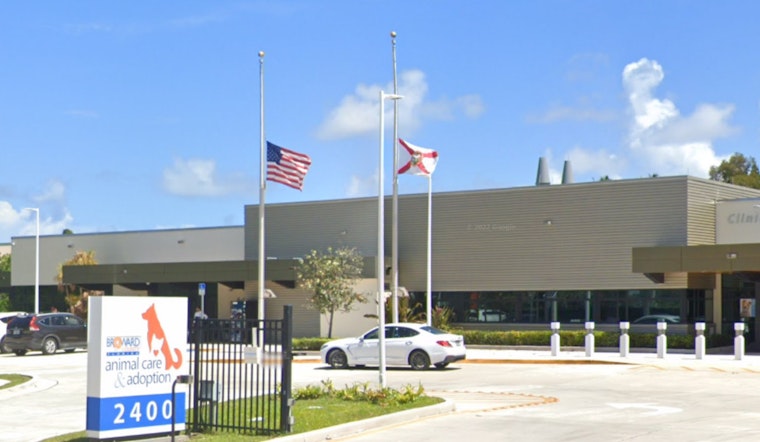Broward County Animal Care Halts Certain Feline Services Amid Rise in Panleukopenia Cases