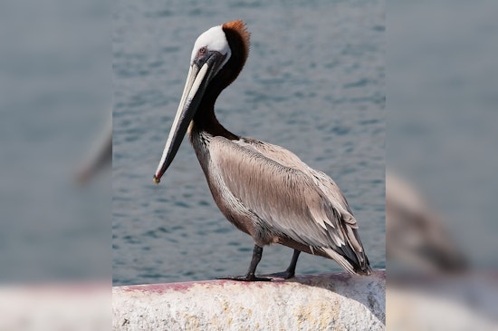 Brown Pelicans Rescued from Toxic Algal Bloom Released in Huntington Beach