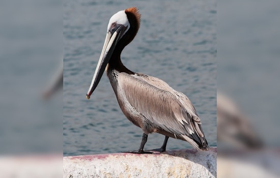 Brown Pelicans Rescued from Toxic Algal Bloom Released in Huntington Beach