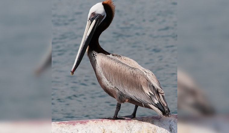 Brown Pelicans Rescued from Toxic Algal Bloom Released in Huntington Beach