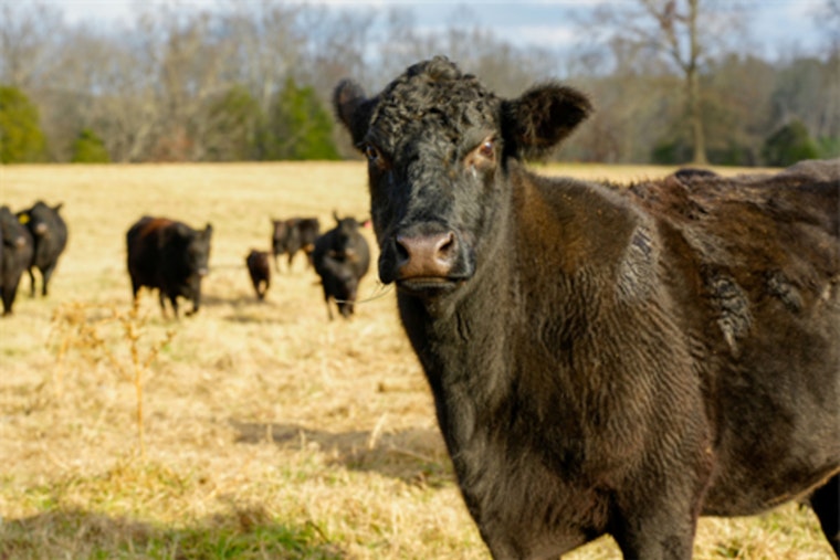 Cabarrus County's Voluntary Agricultural Districts Program Shields Over 64,000 Acres from Urban Sprawl