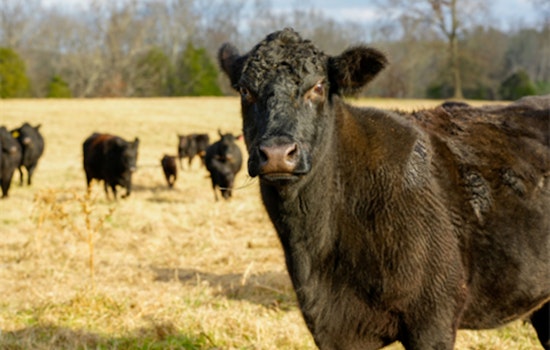 Cabarrus County's Voluntary Agricultural Districts Program Shields Over 64,000 Acres from Urban Sprawl