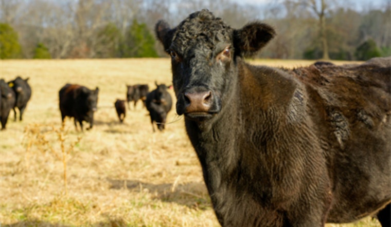 Cabarrus County's Voluntary Agricultural Districts Program Shields Over 64,000 Acres from Urban Sprawl